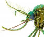 Foto: Gelbfiebermücke Aedes aegypti