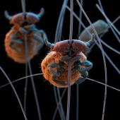 Foto: Haarlinge Trichodectes canis