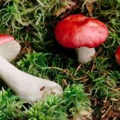 In der Welt der Täublinge - Vortrag