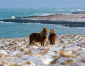 Foto: Island