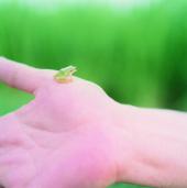 Rinko Kawauchi, “Untitled”, aus der Serie: Illuminance, 2009.