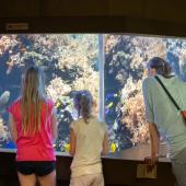 Schlossmuseum Linz - Kinderkulturwoche - Nacht der Familie