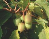 Foto: Kiwi-Ernte