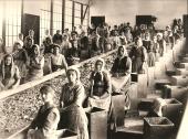 Museum für Geschichte - Wir Klauberinnen - Wirtschaftsgeschichte vom Erzberg; Klauberinnen: Das wahrscheinlich älteste Bild von Klauberinnen an Sortierbändern, entstanden zw. 1910 und 1920