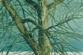 Klemens Brosch, Baumstudie an der Donau, 1926