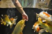 Koi füttern