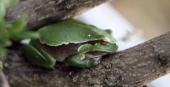 Foto: Laubfrosch