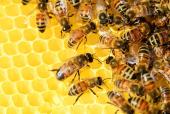 Leben im Bienenstaat - Die Honigbiene