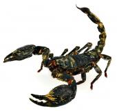 tropischer Skorpion