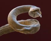 Foto: Lungenwurm Angiostrongylus Kopf