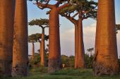 Foto: Madagascar, 2010 - Die Baobab-Allee nahe Morondava