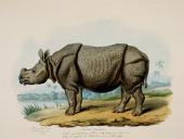 Foto: Nashorn - Sonderausstellung: schätze des archivs