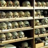 Foto Naturhistorisches Museum, Schädelgang, Aus geheimnisvollen Tiefen in luftige Höhen