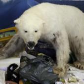 Foto: NHM-Sonderausstellung: steinbrener/dempf - freeze