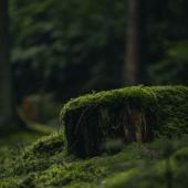 Österreich, das Land der Moose und Mooskundler:innen