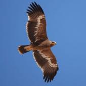 Oman – Vogelbeobachtung zwischen Meer und Wüste