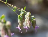 Origanum hypericifolium_Johanniskraut-Dost__018 Felix Schlatti-privat.jpg