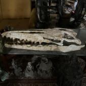 Paläontologie aus dem Schloss Würting
