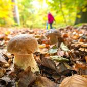 Pilzbestimmungsabend - Schwerpunkt Mikroskopie von Pilzen