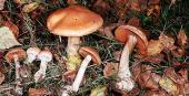Das geheimnisvolle Leben der Pilze