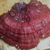 Pilze als Bio-Indikatoren – Was können sie uns über ihre/unsere Umwelt verraten?