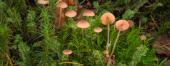 Pilze der Koralpe – Freiländeralm - Bild: Rosa Helmling (Mycena rosella). Foto: M. u. G. Friebes