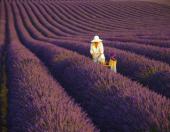 Multivision - Provence