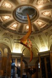 Foto: Pteranodon
