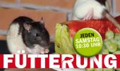 Foto: Rattenfütterung