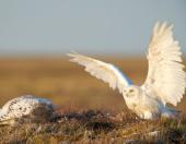 Foto: Ruf der Wildnis
