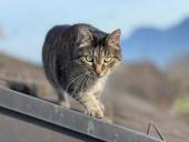 Rund um die Katze – Artgerechte Haltung und Krankheiten erkennen
