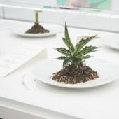 Samstagsführung - Mahlzeit: Schlaraffenland und Hungerkünstler; desertArtLAB, Desertification Dinner (Detail), 2022