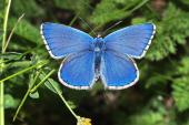 Himmelblauer Bläuling
