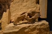 Ausstellung Als das Burgenland noch am Meer lag, Fossilien, Seekuh