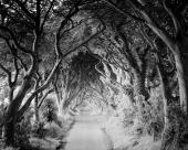 Silverfineart,The Dark Hedges 3,Ireland 2014, Gelatin Silver Baryt Print,Ed.1 v.5,120x150