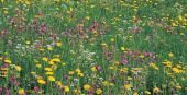 Lebensraum Sommerwiese