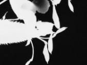 Foto: “Natur belichten – ein Kurs (fast) ohne Kamera”