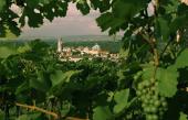 Stift Klosterneuburg, Weinreben