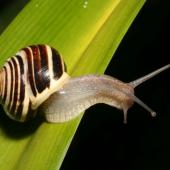 Tagung des Vereins für Molluskenforschung
