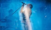 The Spirit of Freddie Mercury