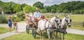 Schloss Hof - ESEL-WORKSHOP - Tierworkshops