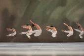 Tokyo Ballett