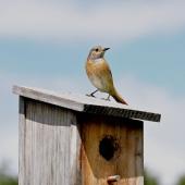 Was fliegt denn da!? - Herbstputz bei Meise, Fink & Co