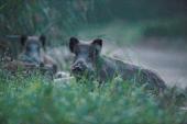 Wildschwein