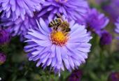Wunderwelt der Insekten