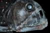 Chauliodus sloani © Solvin Zankl