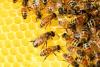 Leben im Bienenstaat - Die Honigbiene