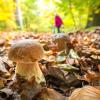 Pilzbestimmungsabend - Schwerpunkt Mikroskopie von Pilzen