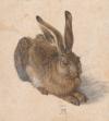 SAMMELN FÜR DIE ZUKUNFT - 250 Jahre ALBERTINA - Albrecht Dürer: Feldhase, 1502