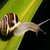 Tagung des Vereins für Molluskenforschung